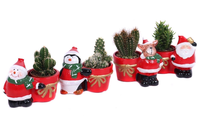 <h4>Cactus   ...</h4>