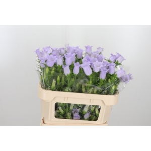 Campanula Cham Lavender