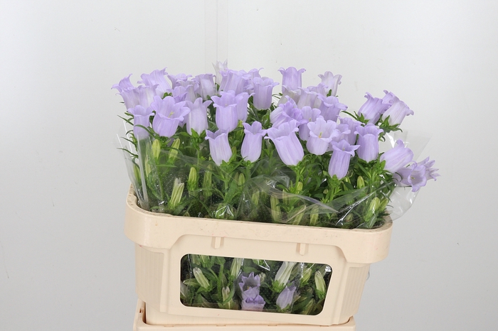 <h4>Campanula Cham Lavender</h4>