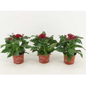 Pentas Graffiti Lipstick