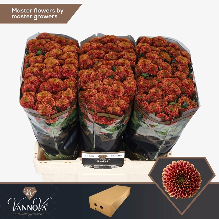 <h4>Chr S Doria Cherry</h4>