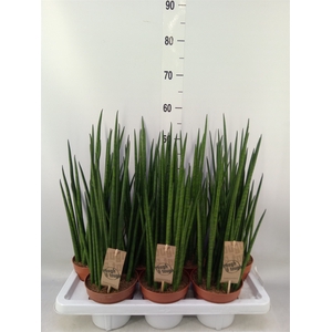 Sansevieria bacularis