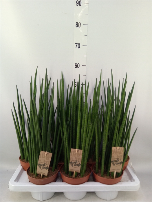 <h4>Sansevieria bacularis</h4>
