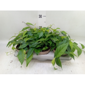 Ficus sagittata