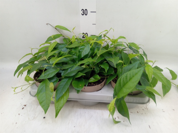 <h4>Ficus sagittata</h4>