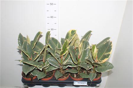 <h4>Fic El Tineke</h4>