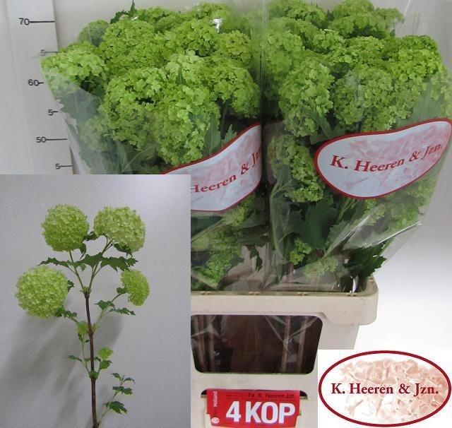 <h4>Viburnum Roseum St</h4>