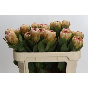 Protea Grandicolor