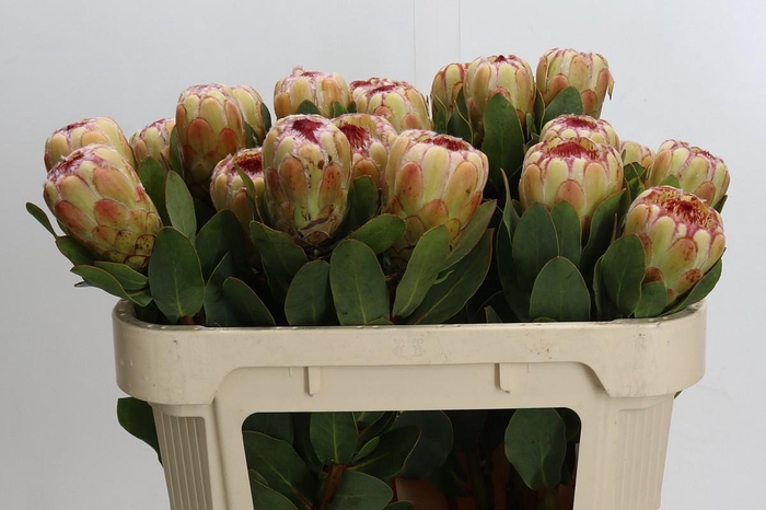 Protea Grandicolor