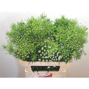 AMMI MAJUS