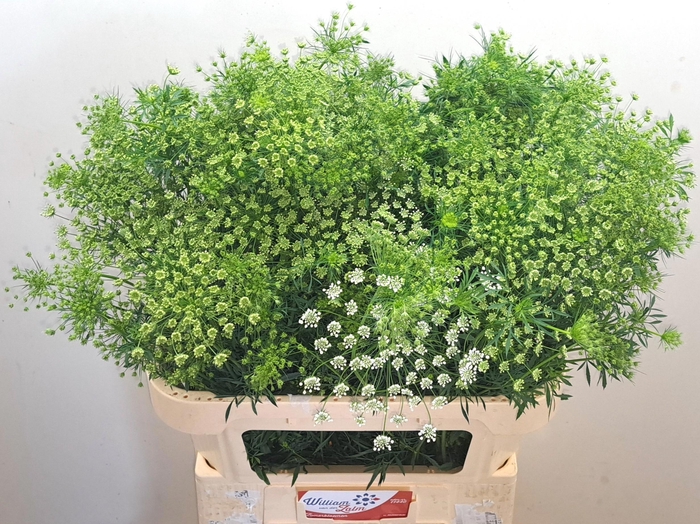 <h4>AMMI MAJUS</h4>