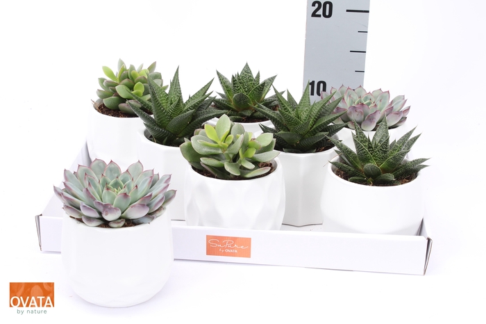 <h4>SUCC GEM 4 SRT</h4>