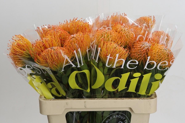 <h4>LEUCO AYOBA SUN</h4>