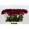 Dahlia Red Runner