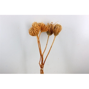 Dried Ammi Majus Natural Medium P Stem