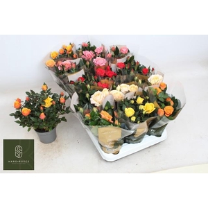 RO KORDAN GRANDE GEM