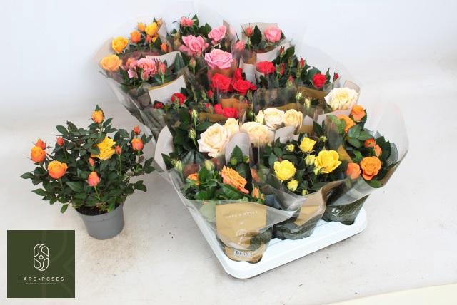 <h4>RO KORDAN GRANDE GEM</h4>