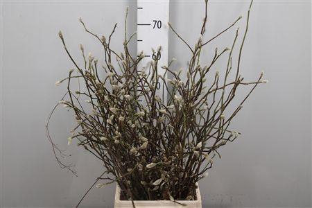 <h4>Magnolia White</h4>