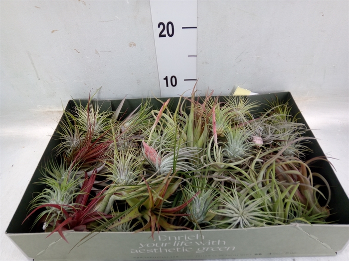 <h4>Tillandsia</h4>