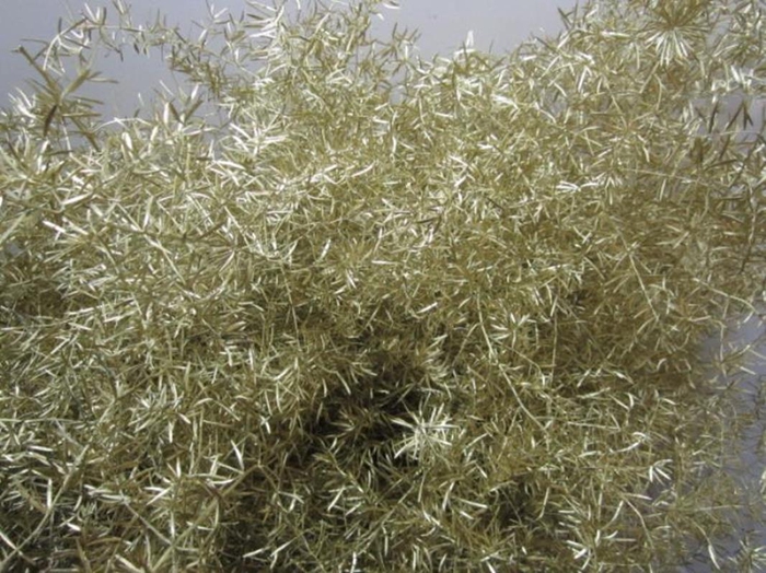 <h4>Asp Sprengeri Goud</h4>