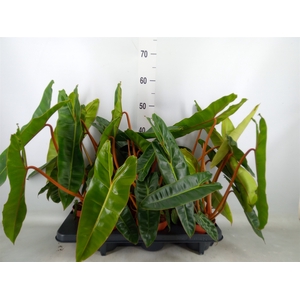 Philodendron billietiae