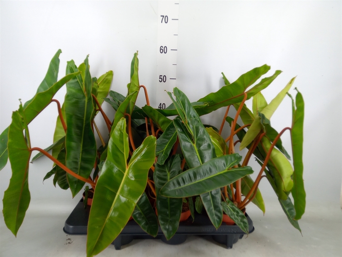 <h4>Philodendron billietiae</h4>