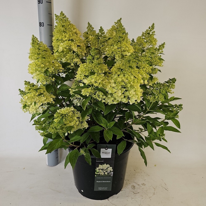 <h4>HYDR PANICULATA</h4>