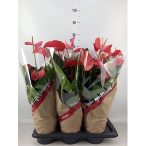Anthurium andr. 'Red Bull'