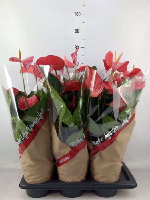 <h4>Anthurium andr. 'Red Bull'</h4>