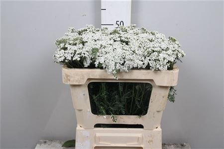 Achil M White Beauty
