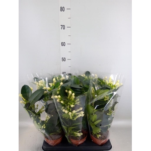 Stephanotis floribunda   ...