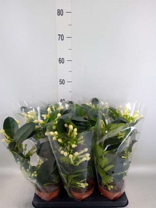 <h4>Stephanotis floribunda   ...</h4>