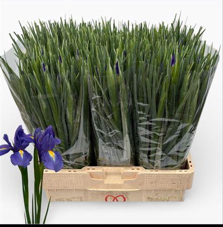 <h4>Iris Blue Magic</h4>