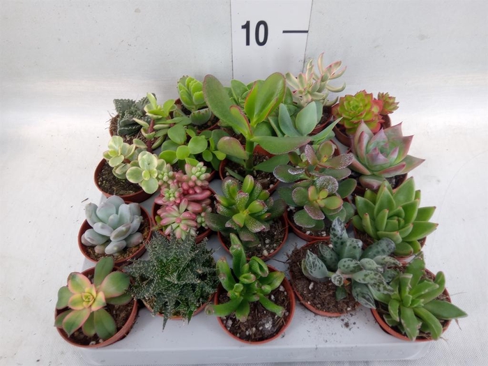 <h4>Succulents   ...</h4>