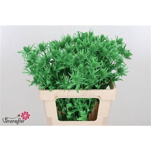 Eryn Orion Kl Bh Appel Groen