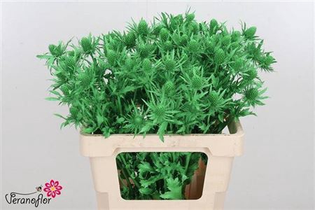 <h4>Eryn Orion Kl Bh Appel Groen</h4>