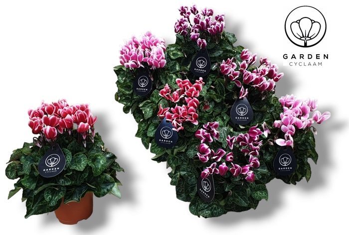 <h4>Cyclamen- GARDEN FUJI MIX</h4>