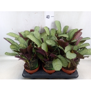 Ctenanthe burle-marxii 'Amagris'