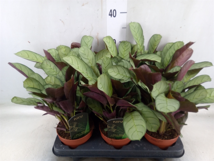 <h4>Ctenanthe burle-marxii 'Amagris'</h4>