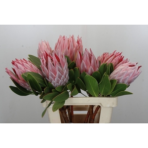 Protea Cynaroides