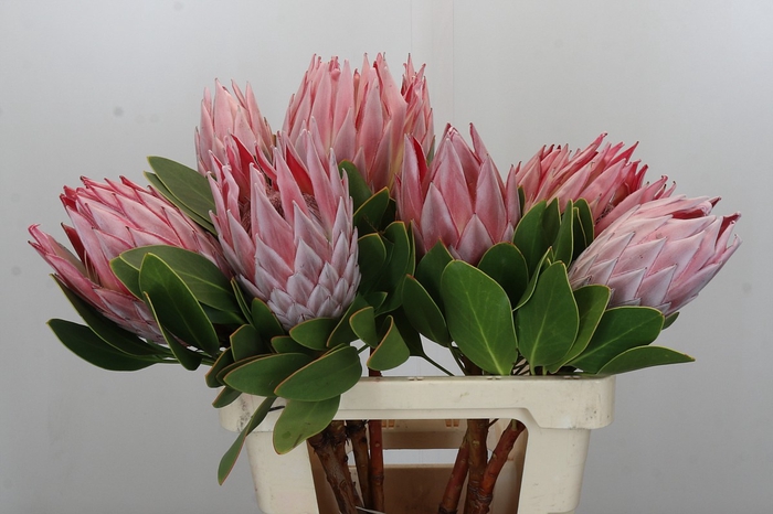 <h4>Protea Cynaroides</h4>