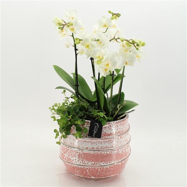 <h4>Arrangementen Phalaenopsis mt H%</h4>
