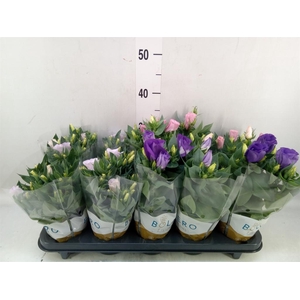 Eustoma russ. DU 'Bolero'   ...mix