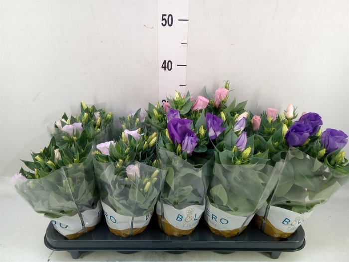 <h4>Eustoma russ. DU 'Bolero'   ...mix</h4>