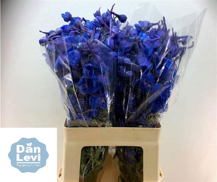 <h4>Delph En Donna</h4>