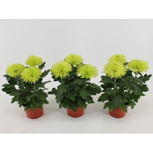 Chrysant Anastasia lime