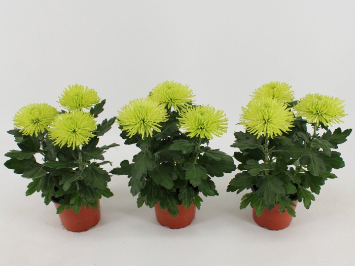 <h4>Chrysant Anastasia lime</h4>
