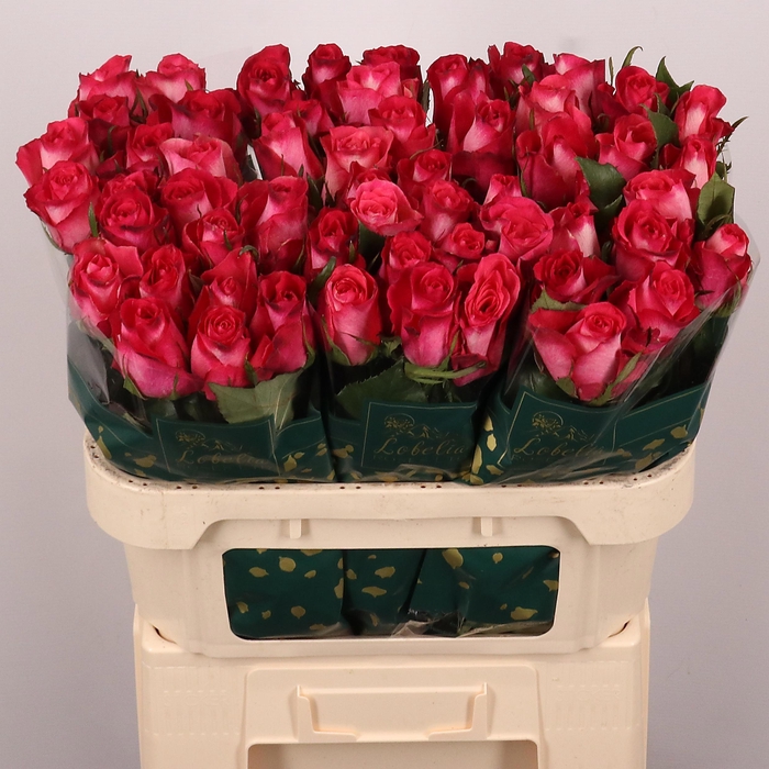 <h4>R GR NICOLETTA</h4>