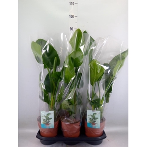 Strelitzia nicolai