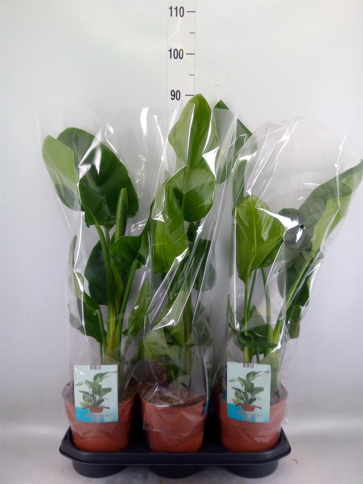 <h4>Strelitzia nicolai</h4>